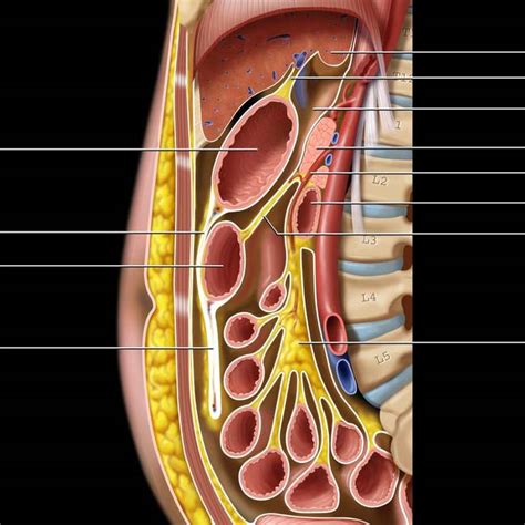 Gastrocolic Ligament