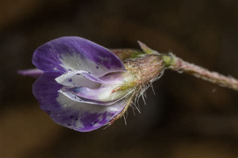 Purple Texas Wildflowers - T. Kahler Photography