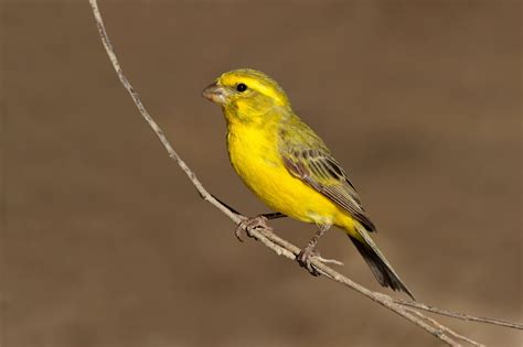 Green Singer Finch – AZ Birds