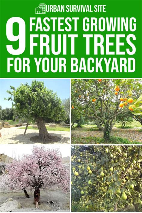 Fastest Growing Fruit Trees For Your Backyard Trong