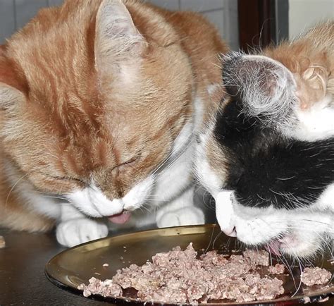 Homemade Cat Food for Vomiting Cats: Best 3 Recipes For Your Cats