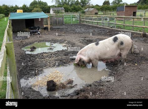 Pig farm sty hi-res stock photography and images - Alamy