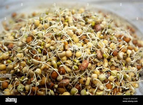 Mixed Sprouted Beans ready for making quanti at Janai Purnima or Raksha bandhan Festival ...