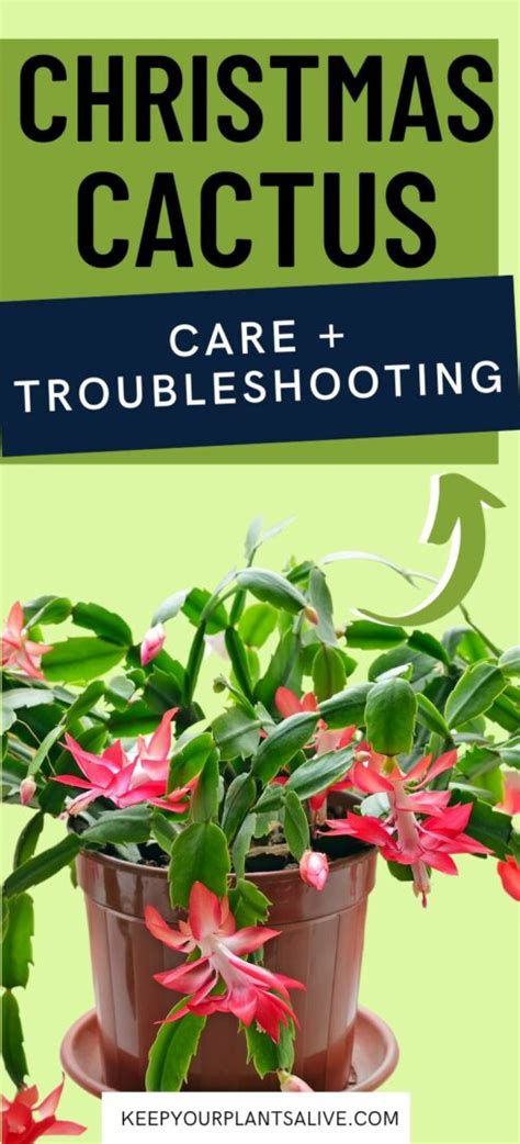 Christmas Cactus Care Everything You Need To Know Keep Your Plants Alive