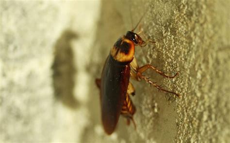 Los depredadores naturales de las cucarachas Descubre qué bichos se