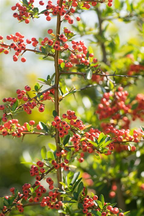 Garten Navi Mittelmeer Feuerdorn Pyracantha Coccinea Darts Red