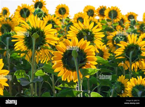 Beautiful Blooming Field Of Sunflowers Under Blue Sky Stock Photo Alamy