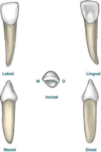 Dental Assistant Tooth Morphology And Dental Charting Module