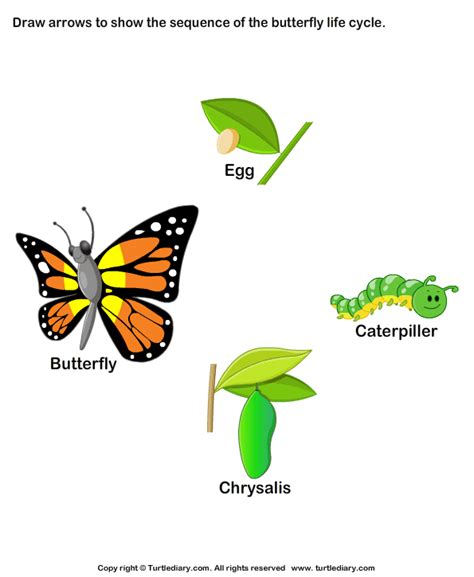 Stages of Butterfly Life Worksheet - Turtle Diary