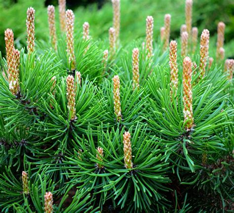 Pino Mugo Erboristeria Lettig Natur