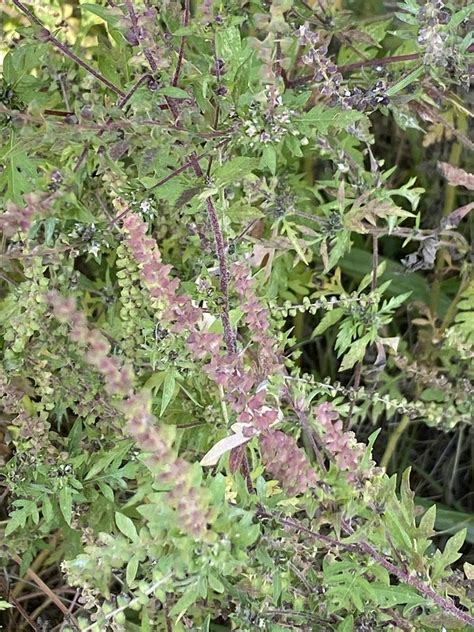 Common Ragweed From Orchard Rd Webster Ny Us On September 22 2023