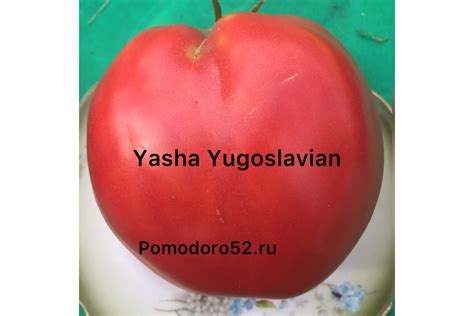 Томат Яша югославский(Yasha Yugoslavian) 5шт