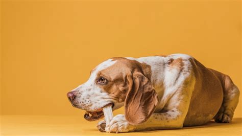 Happy cute dog eating a bone | Free Photo