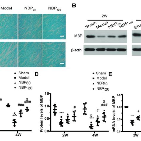 Dl 3 N Butylphthalide NBP Attenuates Demyelination In Corpus