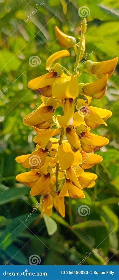 Orok Orok Crotalaria Juncea Or Also Known As Sun Hemp Or Sunn Hemp