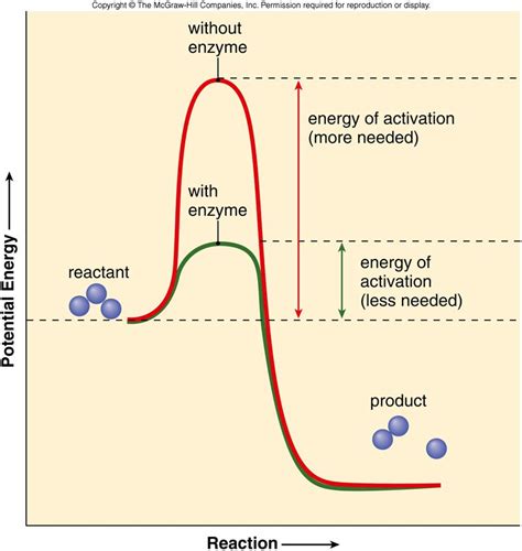 Label The Enzyme Graph