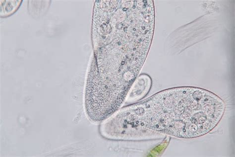 Paramecium Under Microscope