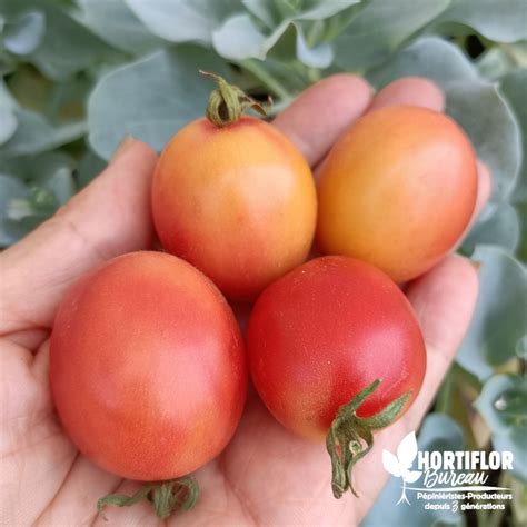 Tomate Cerise Rose Japonaise Solanum Lycopersicum Rose Japonaise