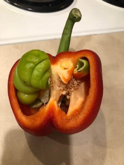 Terrifying Images That Show Fruits Veggies Sprouting Anywhere