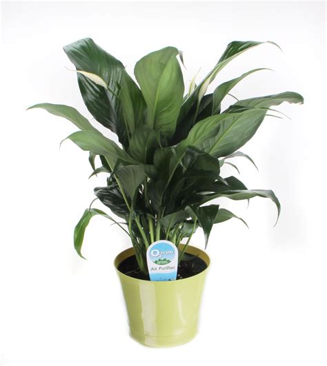 Costa Farms News - Breathe Easier—With Indoor Plants | Plant projects ...