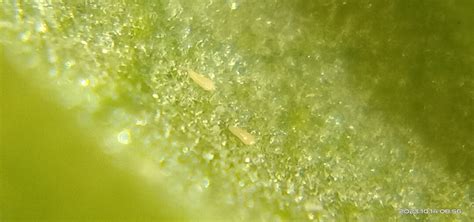 Citrus Rust Mite From On October At Am By