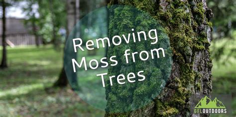 How Do You Remove Moss from Trees? - GFL Outdoors