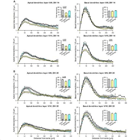 Sholl Analyses Of Apical And Basal Dendrites Of Pyramidal Neurons Of