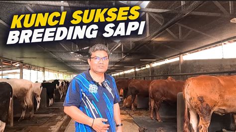 Lengkap Tips Sukses Breeding Sapi Dari Pemilihan Indukan Sampai Proses