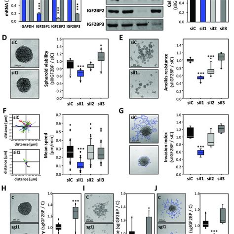 Phenotypic Roles Of Igf2bps In Ovarian Cancer Derived Cells A