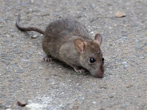 Black Rat Rat Identification In New Zealand Inaturalist