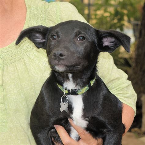 Lab Border Collie Mix Puppy