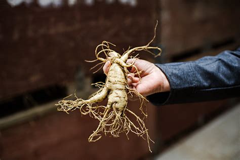 Meet A Canadian Ginseng Farmer Rob Slegers Ontario Ginseng Growers