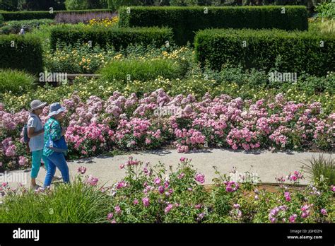 England, Surrey, Savill gardens, Rose garden Stock Photo - Alamy