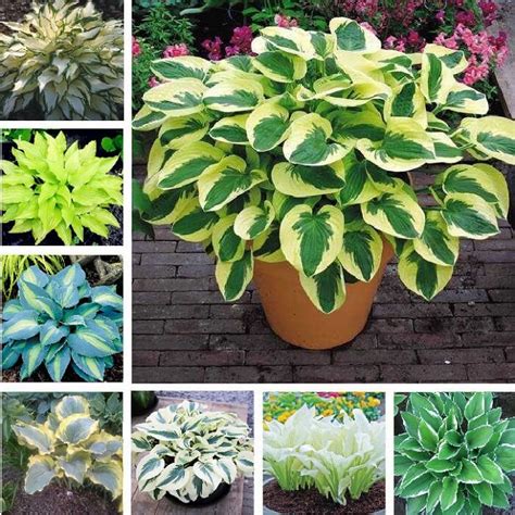 Hosta Plant Seeds, 15 Colors, 100pcs/pack – GreenSeedGarden