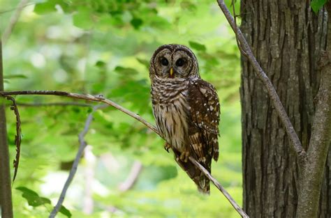 Barred Owl Habitat