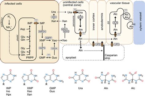 Updated Model For Ureide Biosynthesis And Export In Bean Nodules The