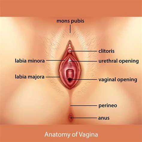 Vulva Pain On Outer Surface Of Vagina Urologist For Treatment