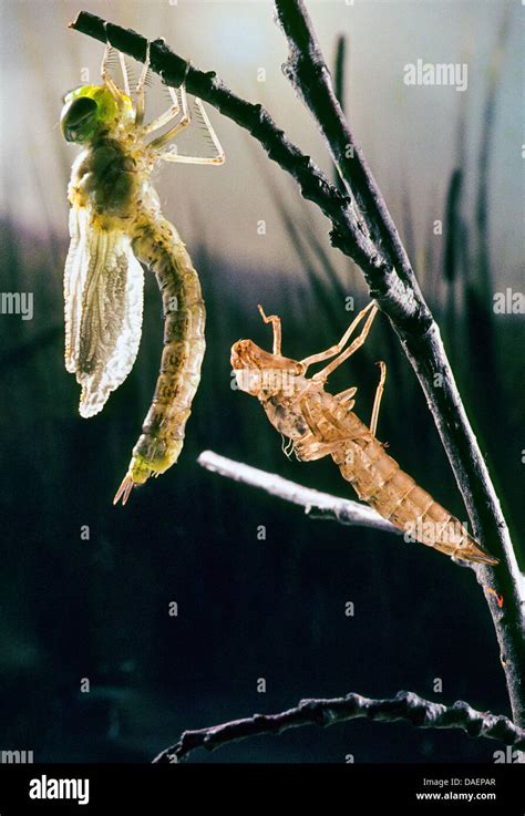 Blue Green Darner Southern Aeshna Southern Hawker Aeshna Cyanea