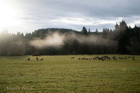 Roosevelt Elk - Young Conservationists