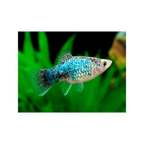 Platy Blue Neon Calico Xiphophorus Maculatus Cm