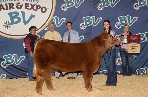 Prospect Steer Show