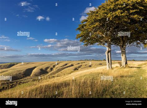 Overlooking the iron age hill fort at Roundway down Stock Photo - Alamy