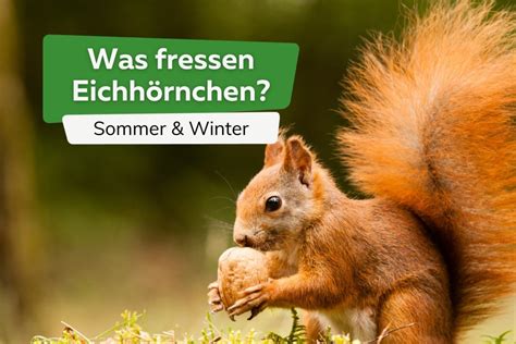 Was fressen Eichhörnchen im Sommer und Winter