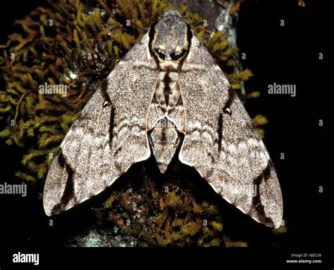 Moth Species Unknown Sabah Borneo Stock Photo Alamy