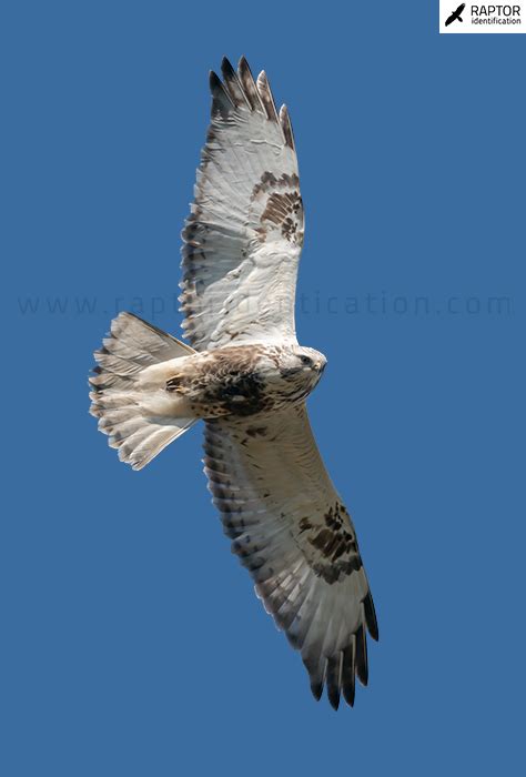 Rough-legged Buzzard – Raptor Identification – The complete raptors guide