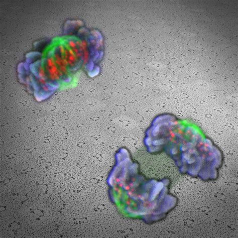 Cohesin molecule safeguards cell division