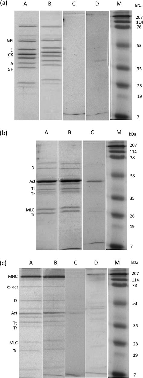 SDS PAGE Findings For Protein Hydrolysis By Bacillus Strains A