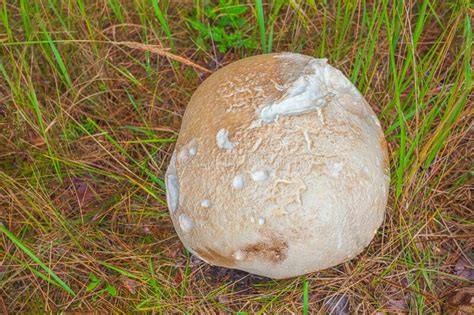 Fungo Gigante Da Puffball Calvatia Gigantea Cultivando Em Prados