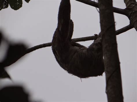 Adventures With Isoms Sloth Porn