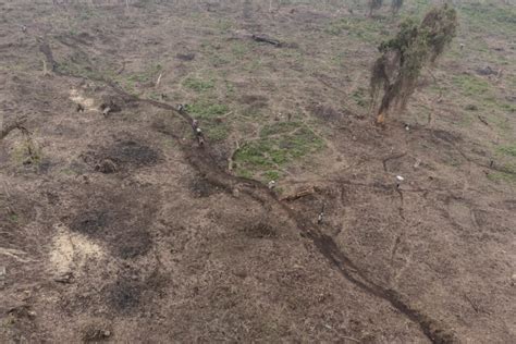 Déforestation la planète perd un terrain de football de forêt toutes